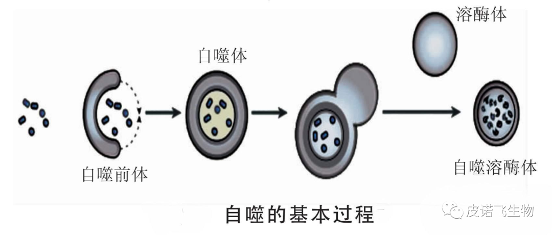 透射电镜之自噬