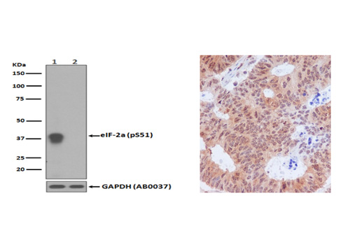 Phospho-eIF2 alpha (Ser51) Antibody