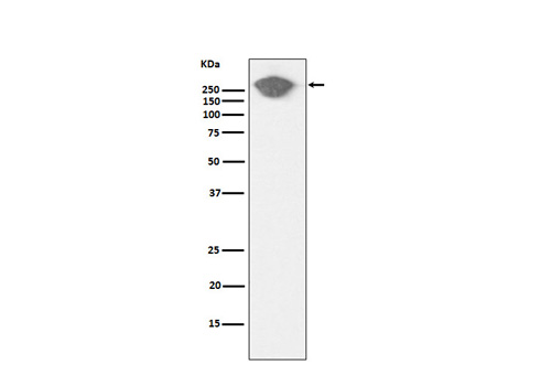 Fibronectin Antibody