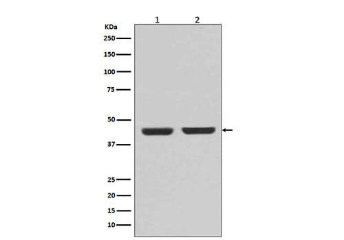 alpha smooth muscle Actin Antibody