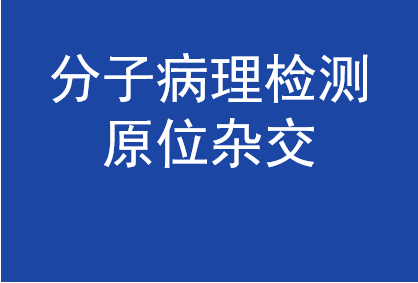 分子病理检测原位杂交