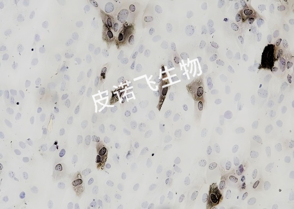ALP 细胞爬片