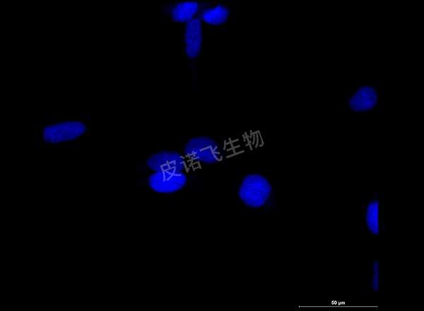 细胞 EDU绿 600-1_RGB_DAPI