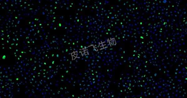 肿瘤 tunel 绿