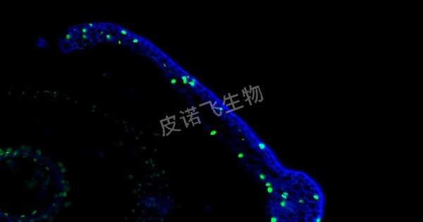 植物皮 tunel绿