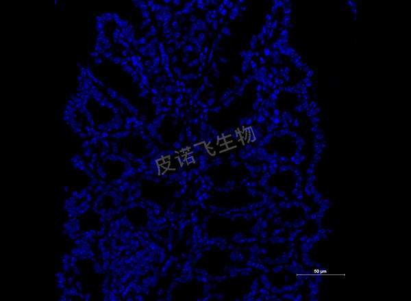 肠 muc2绿 400-1_RGB_DAPI