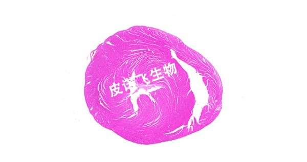 心脏横_HE