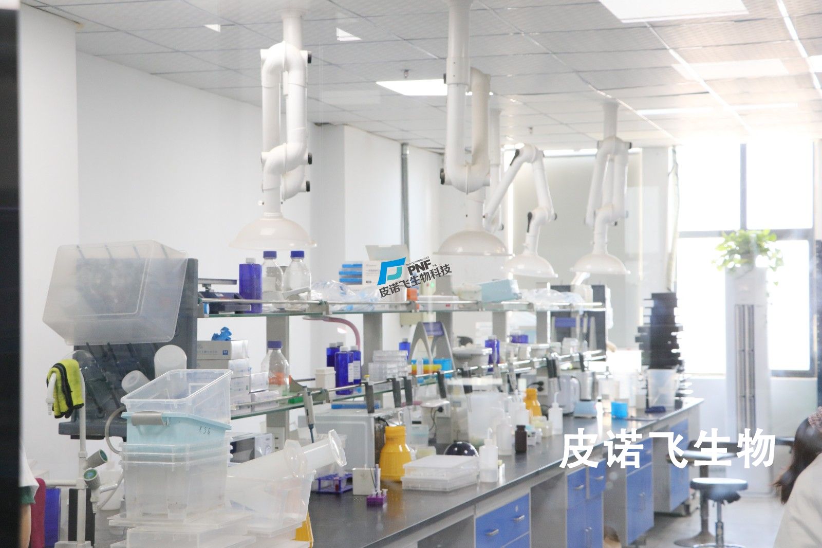 Western Blot条带总“翻车”？三张图揭示90%失败的核心漏洞