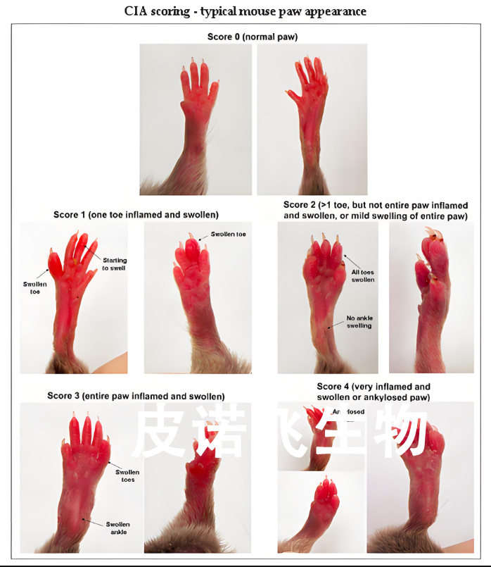 大鼠关节炎模型.png