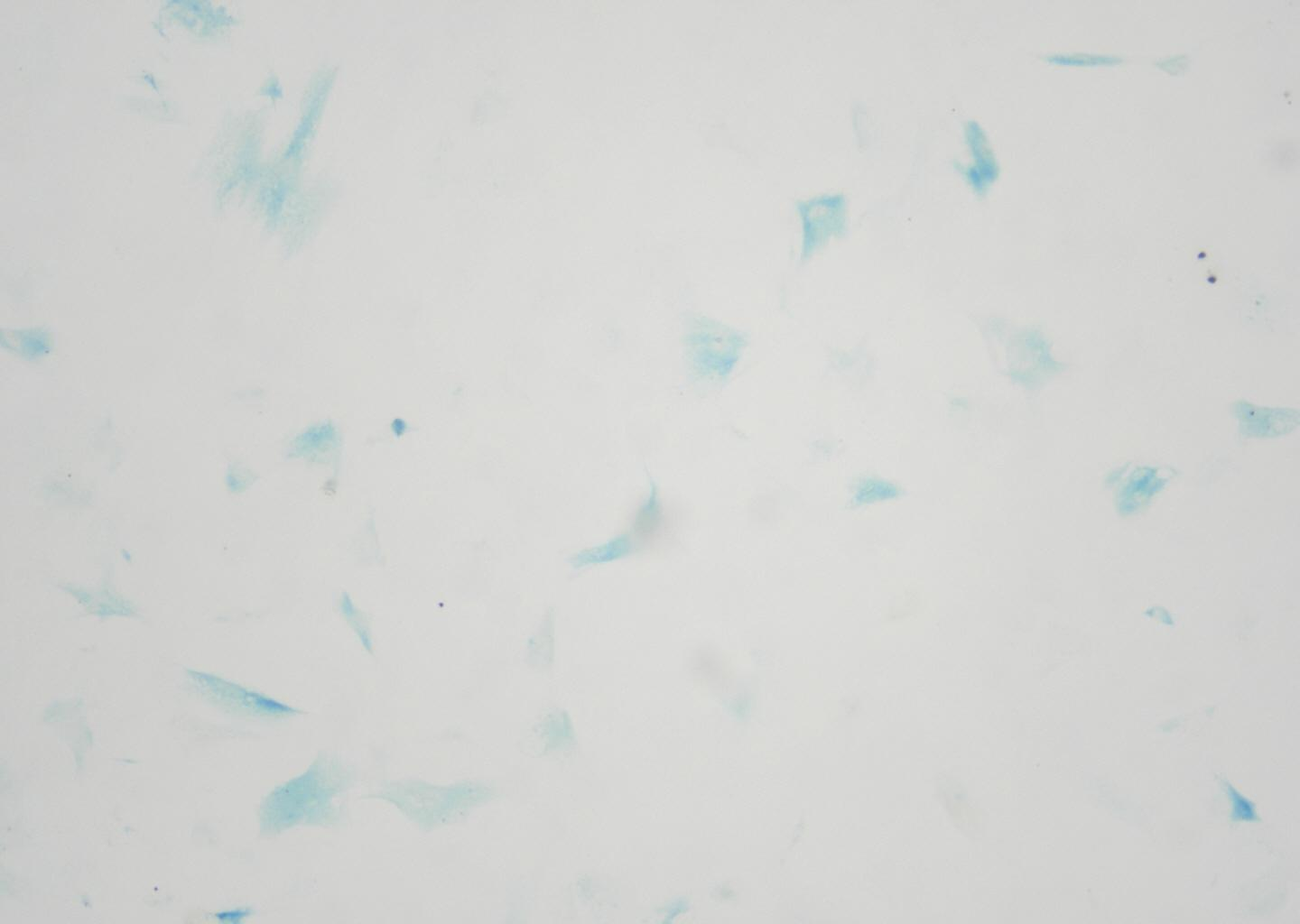爬片 β-半乳糖苷酶（不染核）.png