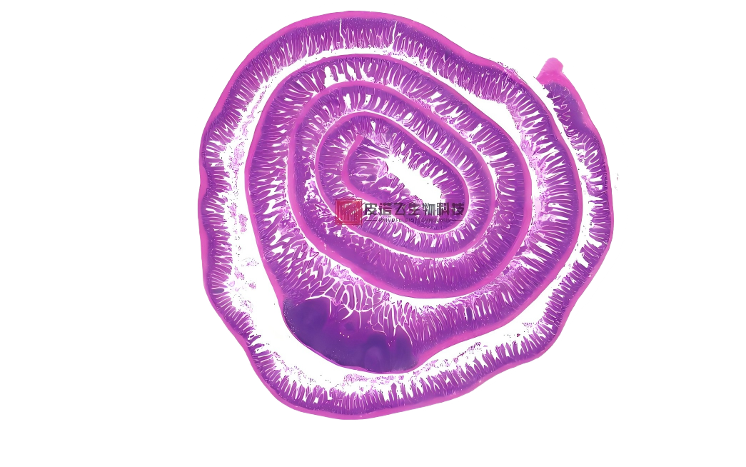 皮诺飞生物圈肠 (1).png