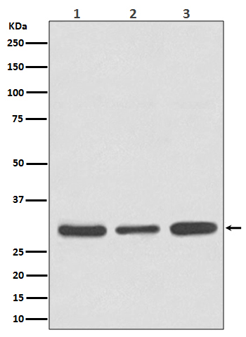 Anti-caspase-3 Rabbit pAb