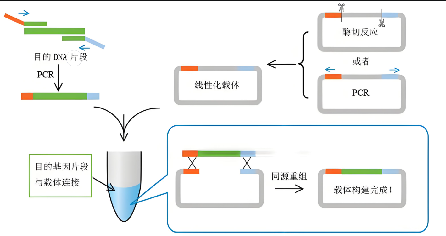 公司做质粒构建一般多少钱一个？