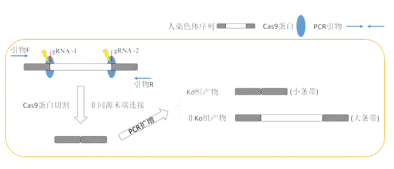 基因敲除质粒构建方法全面解析