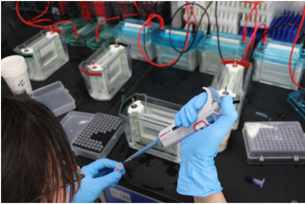 western blot(WB)转膜：生物实验中的关键技术，助力精准科研