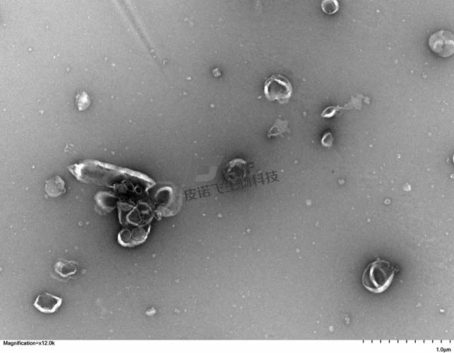 神奇的外泌体电镜，隔壁皮诺飞科研实验室才是最佳实验地点
