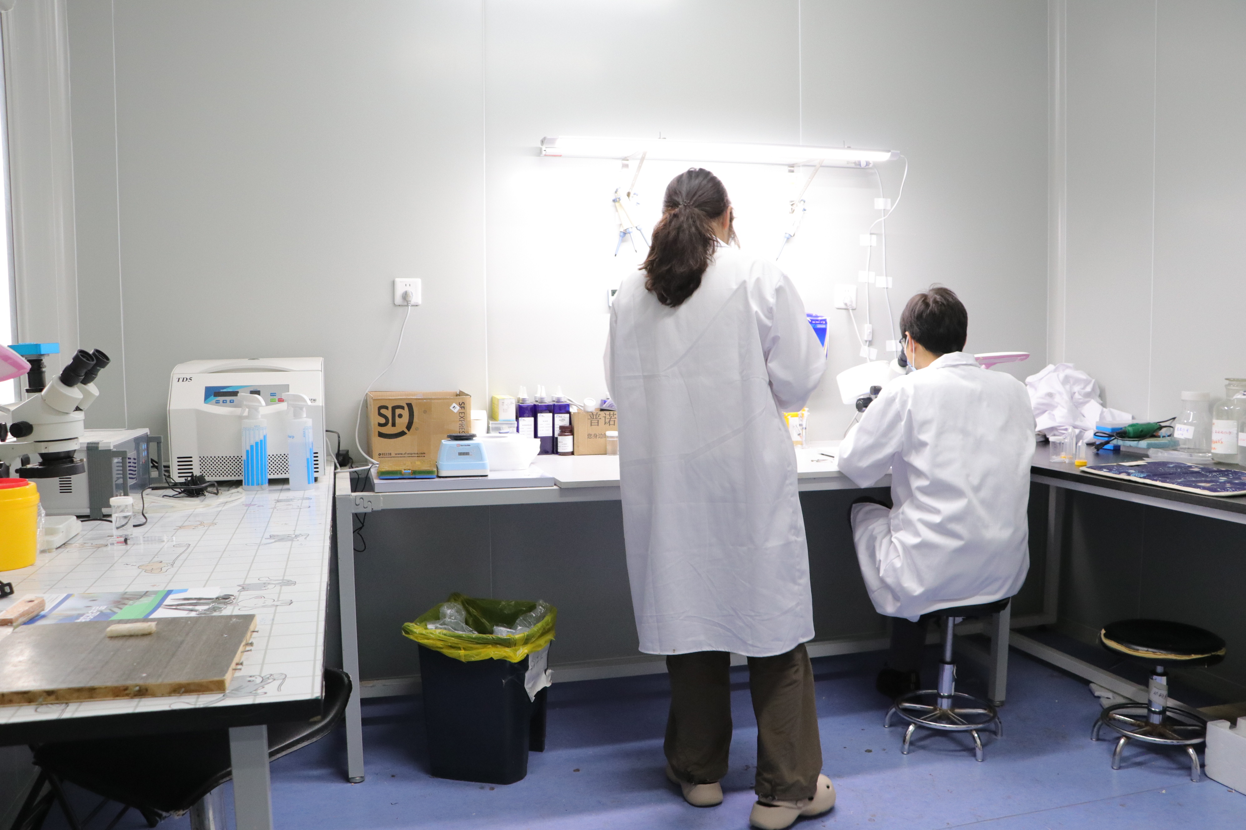 CRISPR大鼠基因敲除模型构建：技术流程、应用与皮诺飞生物解决方案