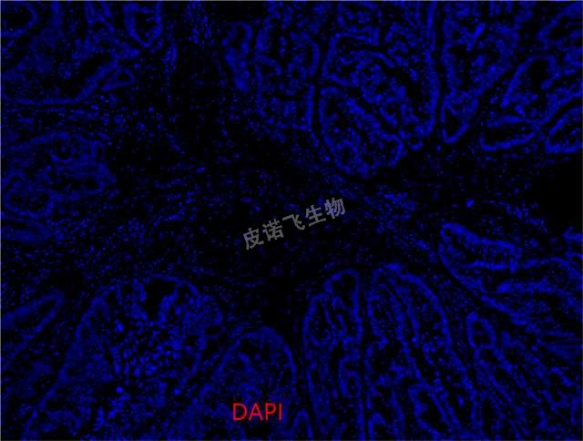 DAPI染色
