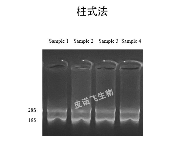 柱式法提取RNA胶图.png