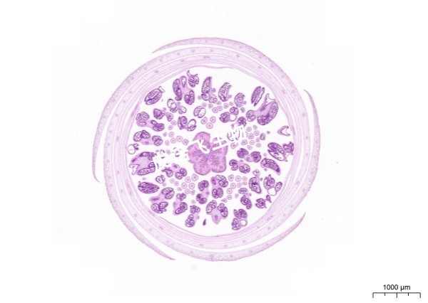 植物染色HE-花药